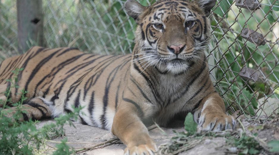 La reubicación de los primeros animales se produce tras una evaluación veterinaria realizada en noviembre pasado. EFE/Four Paws