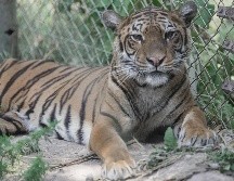 La reubicación de los primeros animales se produce tras una evaluación veterinaria realizada en noviembre pasado. EFE/Four Paws