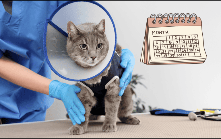 Aunque la conmemoración se realiza un día específico, el mensaje se extiende durante todo el año. Promover la esterilización responsable no solo protege a los animales, sino que también contribuye a comunidades más seguras y solidarias. CANVA