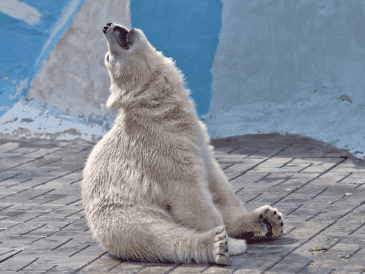 El Día Internacional del Oso Polar impulsa campañas educativas y acciones orientadas a disminuir el impacto ambiental.  CANVA