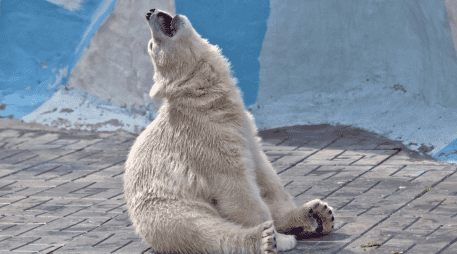 El Día Internacional del Oso Polar impulsa campañas educativas y acciones orientadas a disminuir el impacto ambiental.  CANVA