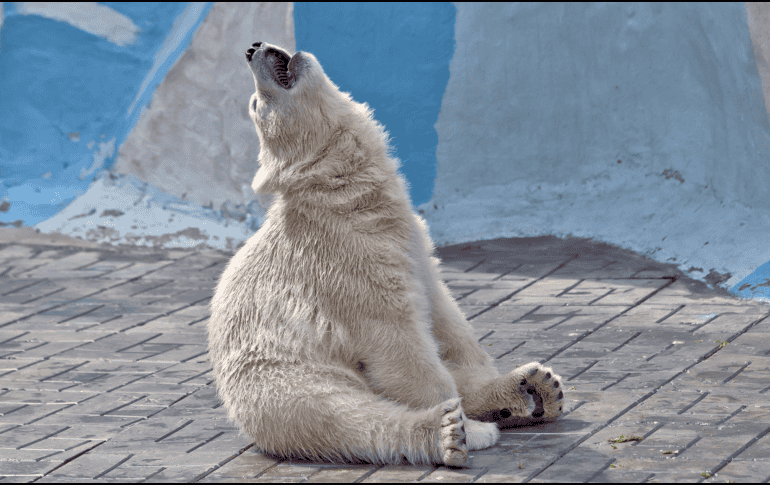 El Día Internacional del Oso Polar impulsa campañas educativas y acciones orientadas a disminuir el impacto ambiental.  CANVA