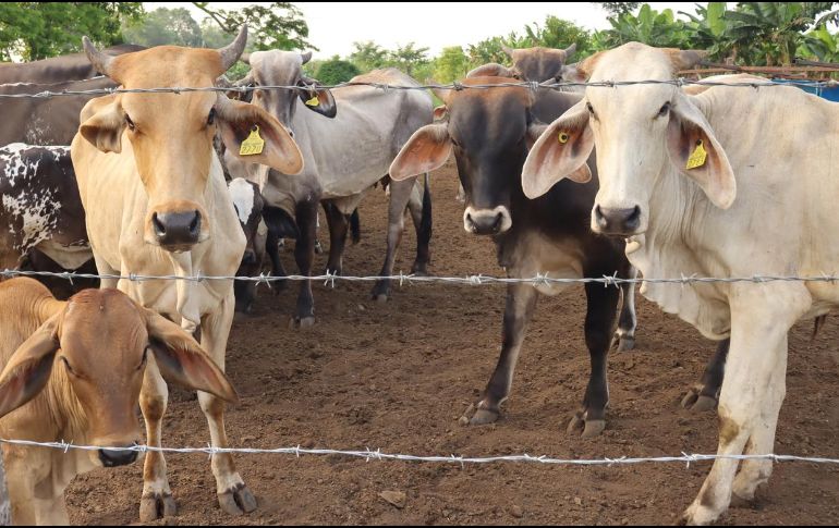 Las autoridades estatales dijeron que el gusano barrenador no es contagioso entre hatos, por lo que llamaron a la población a no generar pánico. EFE/ ARCHIVO.