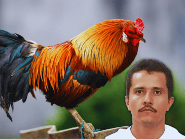 Aunado a ello, existe una canción llamada: "El Señor de los Gallos", interpretada por la agrupación "Los Alegres del Barranco", en la que se compara a las peleas de gallos con la organización delictiva. ESPECIAL / CANVA