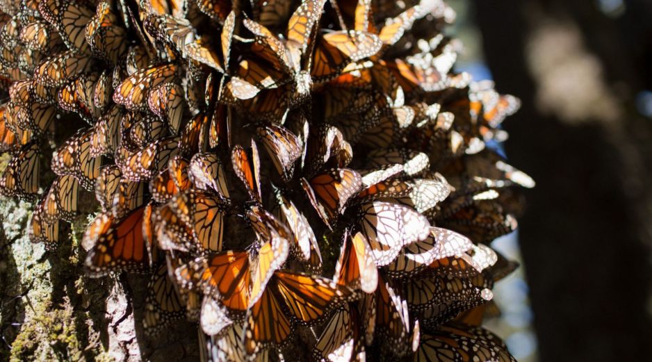Las mariposas monarca dependen de las plantas de algodoncillo del género Asclepias. EFE/ARCHIVO