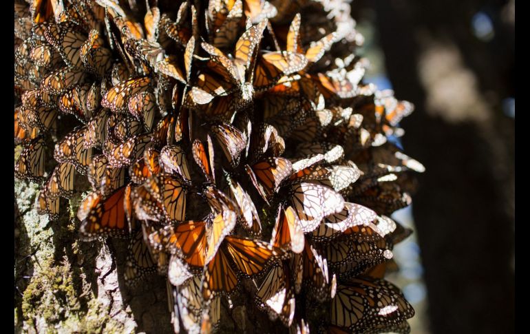 Las mariposas monarca dependen de las plantas de algodoncillo del género Asclepias. EFE/ARCHIVO