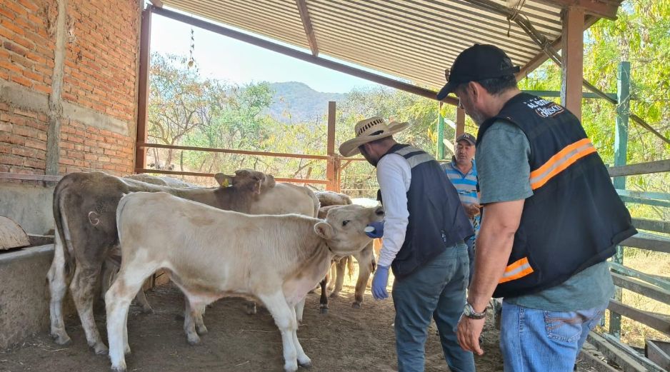 Autoridades estatales hicieron un llamado a ganaderos y ciudadanía a reportar oportunamente posibles casos para evitar la propagación. CORTESÍA