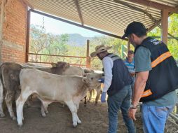 Autoridades estatales hicieron un llamado a ganaderos y ciudadanía a reportar oportunamente posibles casos para evitar la propagación. CORTESÍA