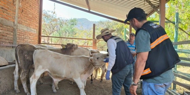 Reportan seis casos activos de gusano barrenador en Jalisco