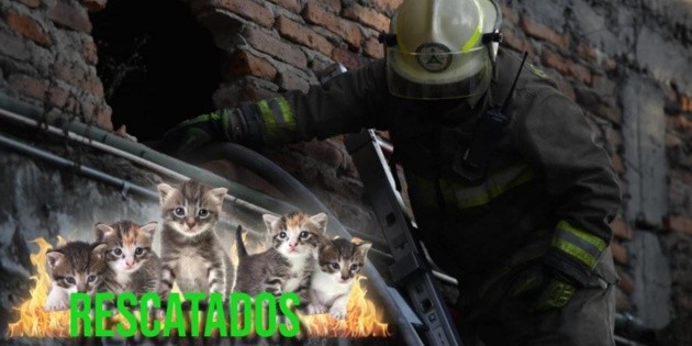 Incendio consume bodega de refrigeraci&oacute;n en Guadalajara; Bomberos rescatan a 6 gatitos