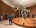 La directora del Museo del Mamut recordó que este fue inaugurado en 2018 como parte de las obras por la construcción del AIFA. SUN/A. Contreras