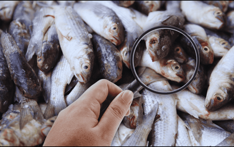 Profeco busca que las personas realicen un consumo saludable y seguro de productos del mar, por eso otorgó algunos consejos. SUN / ARCHIVO