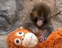 Punch, el bebé macaco japonés que no se separa de su peluche de orangután, se ha convertido en fenómeno global. ESPECIAL.