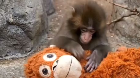Punch, el bebé macaco japonés que no se separa de su peluche de orangután, se ha convertido en fenómeno global. ESPECIAL.