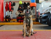  En honor a Rosco, se le entregó una pechera conmemorativa a su cuidador. CORTESÍA/ Gobierno de Zapopan