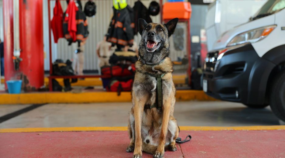  En honor a Rosco, se le entregó una pechera conmemorativa a su cuidador. CORTESÍA/ Gobierno de Zapopan