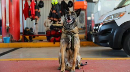  En honor a Rosco, se le entregó una pechera conmemorativa a su cuidador. CORTESÍA/ Gobierno de Zapopan