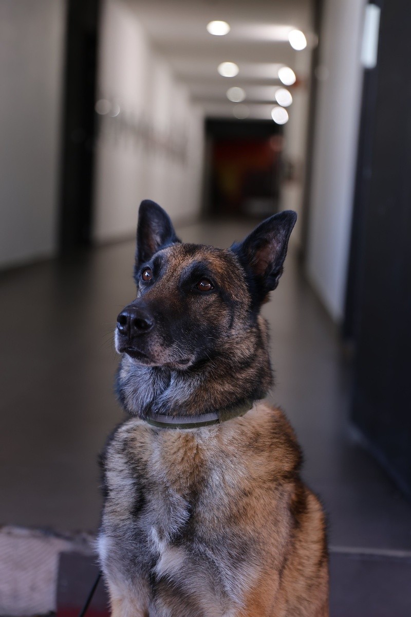 &nbsp;CORTESÍA/ Gobierno de Zapopan&nbsp;