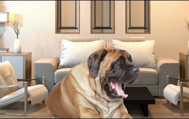 Según un estudio de la Escuela Politécnica Federal de Lausana, los perros grandes emiten entre dos y cuatro veces más microorganismos que los humanos en la misma habitación. ESPECIAL / CANVA