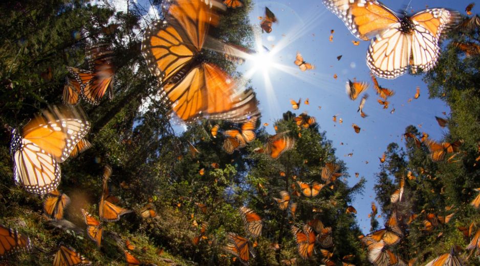 Cambios en el comportamiento reproductivo de las plantas pueden tener consecuencias ecológicas de amplio alcance, en particular para polinizadores como las mariposas. ESPECIAL / CANVA