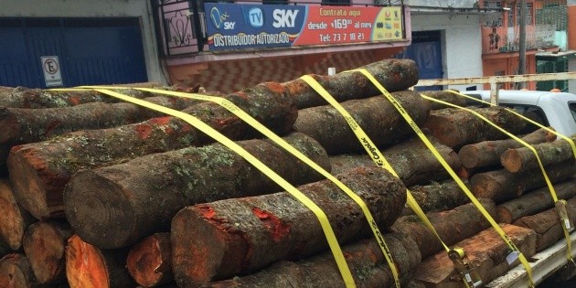 Michoac&aacute;n: Detienen a 14 personas por tala ilegal