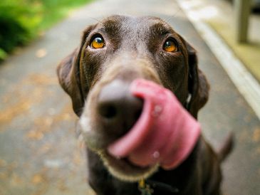Mantener horarios definidos para alimentar a tu perro se convierte en una herramienta fundamental para promover equilibrio y la salud digestiva. UNSPLASH / J. BARKER