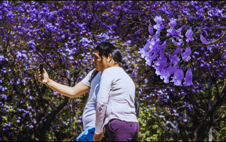 Jacarandas en Guadalajara: El árbol que limpia el aire tapatío