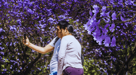 Jacarandas en Guadalajara: El árbol que limpia el aire tapatío