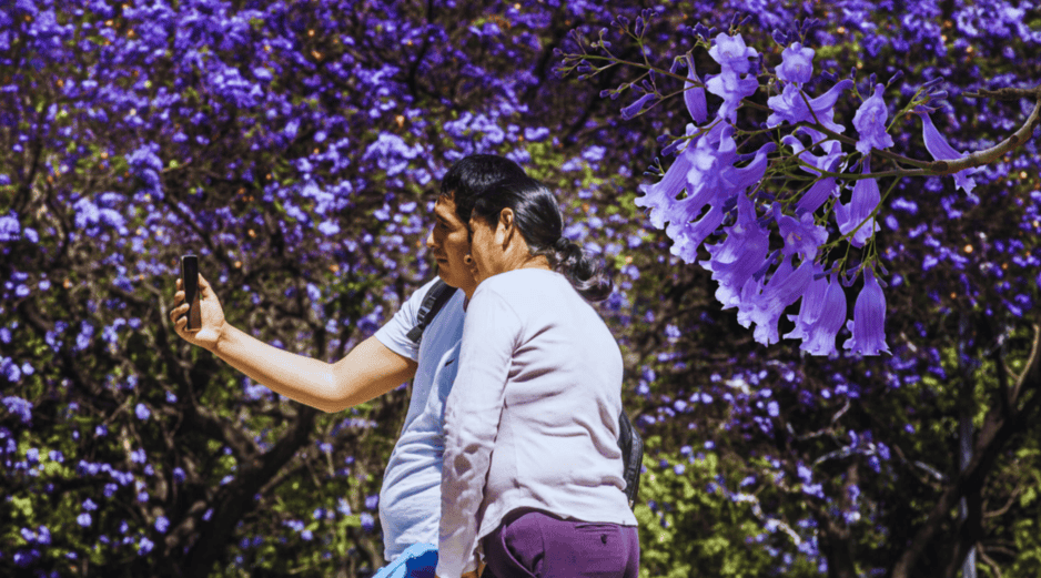 Jacarandas en Guadalajara: El árbol que limpia el aire tapatío