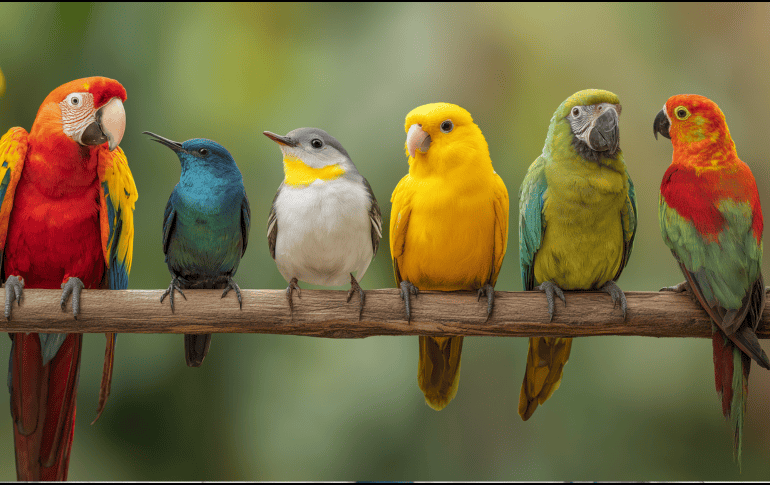 Desde el punto de vista científico, los pájaros cantan principalmente por dos razones: marcar territorio y atraer pareja. CANVA