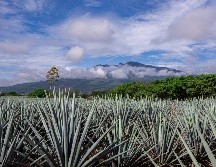 El éxito del programa también se refleja en la participación de mil 535 productores tradicionales registrados. ESPECIAL