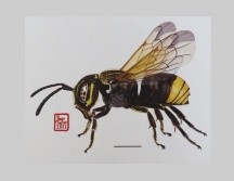 México alberga cerca de dos mil especies de abejas nativas, 300 de ellas en Jalisco. UDEG