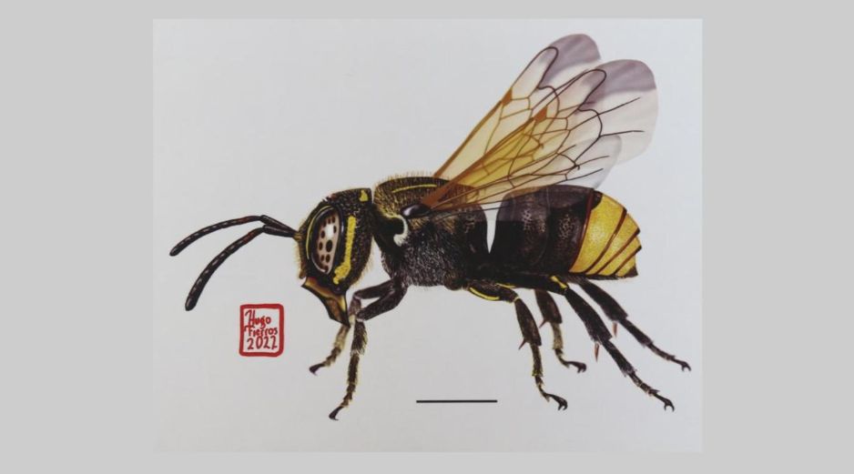 México alberga cerca de dos mil especies de abejas nativas, 300 de ellas en Jalisco. UDEG