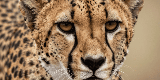 D&iacute;a Mundial de la Vida Silvestre: Por qu&eacute; se celebra hoy 03 de marzo