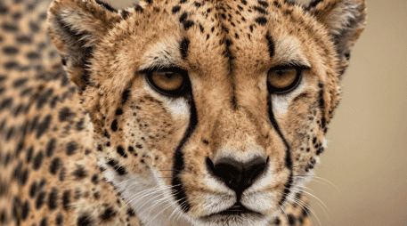 Pequeñas acciones multiplicadas por millones de personas pueden generar un gran impacto. CANVA