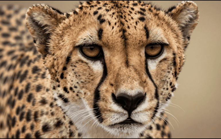 Pequeñas acciones multiplicadas por millones de personas pueden generar un gran impacto. CANVA