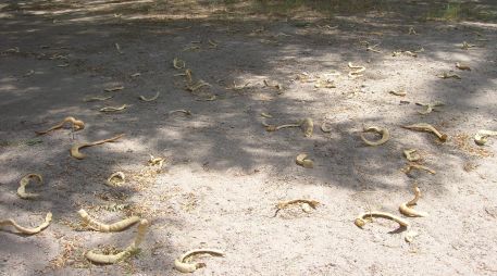 La harina de mezquite está catalogada como un superalimento, incluso por encima de cultivos como la soya o el amaranto en términos nutricionales. NOTIMEX/ ARCHIVO