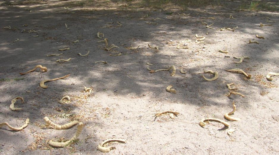 La harina de mezquite está catalogada como un superalimento, incluso por encima de cultivos como la soya o el amaranto en términos nutricionales. NOTIMEX/ ARCHIVO