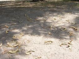 La harina de mezquite está catalogada como un superalimento, incluso por encima de cultivos como la soya o el amaranto en términos nutricionales. NOTIMEX/ ARCHIVO