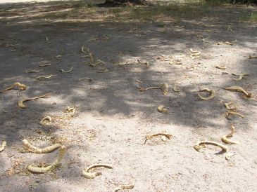 La harina de mezquite está catalogada como un superalimento, incluso por encima de cultivos como la soya o el amaranto en términos nutricionales. NOTIMEX/ ARCHIVO