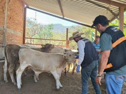 Los casos de gusano barrenador se registraron en los municipios de Encarnación de Díaz, Jilotlán de los Dolores, Santa María del Oro, Pihuamo, Tecalitlán y Cuautitlán de García Barragán. ESPECIAL / Desarrollo Económico Jalisco