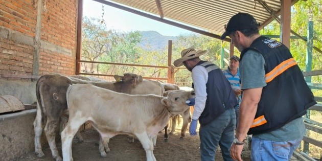 Aumentan los casos de gusano barrenador en ganado de Jalisco; Sader asegura que se encuentran en control