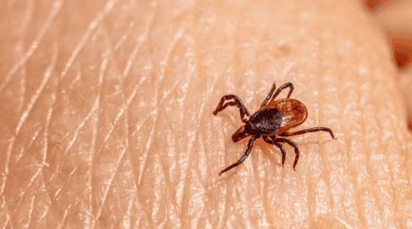 Algunas garrapatas pueden transmitir infecciones como la enfermedad de Lyme o la fiebre manchada.  CANVA