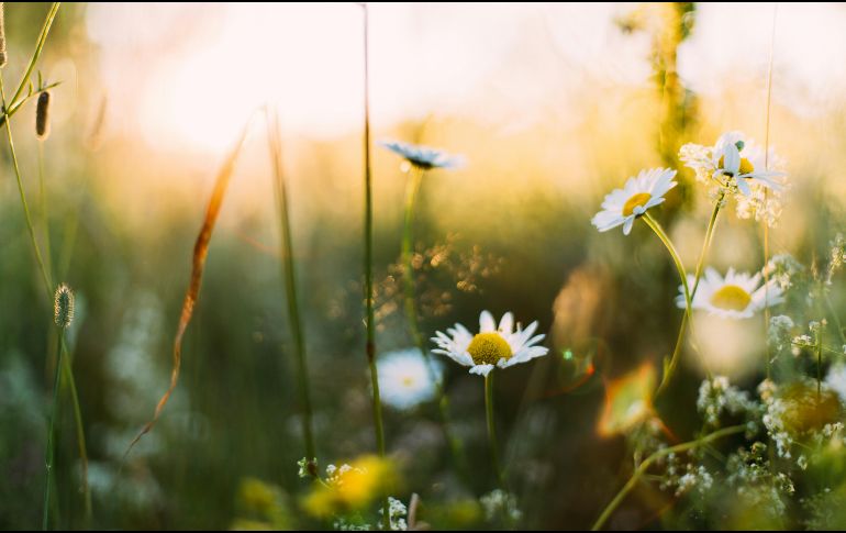 Durante este fenómeno, el Sol pasa directamente sobre el ecuador, lo que provoca que en casi todo el planeta se registren aproximadamente 12 horas de luz y 12 horas de oscuridad. Unsplash