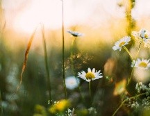 Durante este fenómeno, el Sol pasa directamente sobre el ecuador, lo que provoca que en casi todo el planeta se registren aproximadamente 12 horas de luz y 12 horas de oscuridad. Unsplash