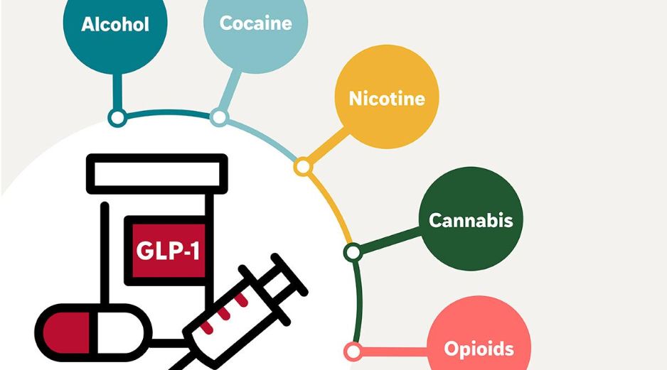 Los GLP-1 actúan sobre los circuitos de recompensa del cerebro. EFE/WashU Medicine
