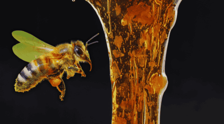 El azúcar que posee la miel ha sido elaborado por las abejas con el néctar de las flores y es esta la que tiene sus principales beneficios para una estimulación de la cicatrización. ESPECIAL / CANVA