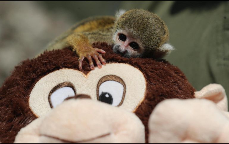 El pequeño mono fraile no se separa de su peluche, también en forma de primate. EFE/ Paolo Aguilar