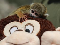 El pequeño mono fraile no se separa de su peluche, también en forma de primate. EFE/ Paolo Aguilar