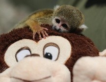 El pequeño mono fraile no se separa de su peluche, también en forma de primate. EFE/ Paolo Aguilar